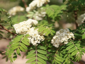 西伯利亞花楸