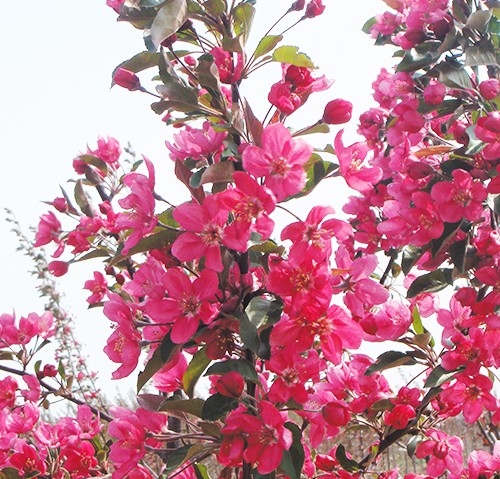 亞斯特海棠